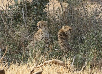 Jagluiperd / Cheetah