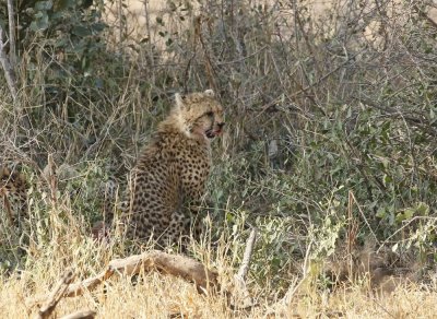 Jagluiperd / Cheetah