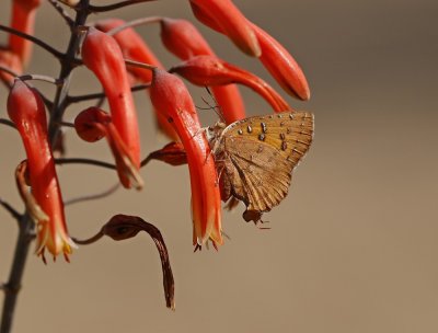 Ralie-rooivlerkie / Eastern Scarlet