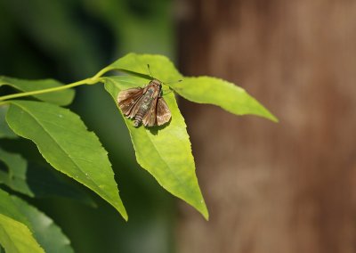 Heuning-springertjie / Honey Hopper
