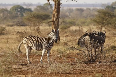 Sebra / Common Zebra