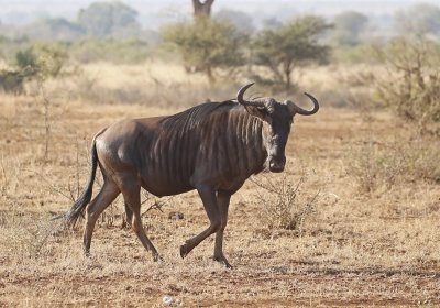 Blouwildebees / Blue Wildebeest