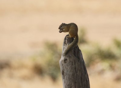 Boomeekhoring / Tree Squirrel