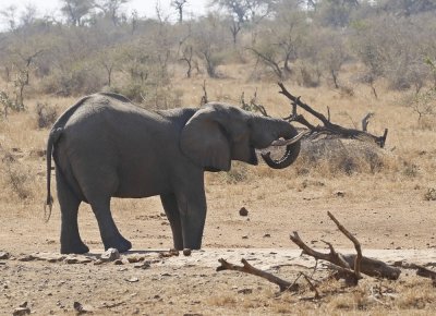 Savanne-olifant / African Elephant