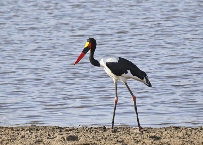 Saalbekooievaar / Saddle-billed Stork