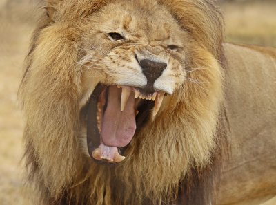 Leeu / Lion