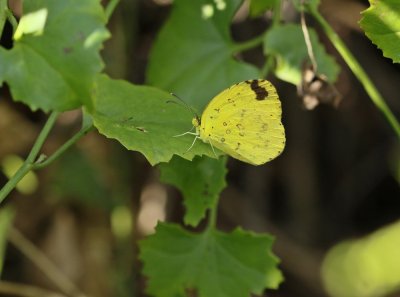 Laeveldgeletjie / Lowveld Yellow