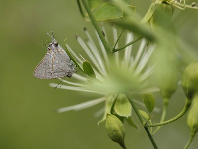 :: Persbruin-stertbloutjie / Purple-brown Hairstreak ::