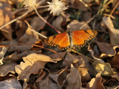 Klein Oranje-rooitjie / Small Orange Acraea