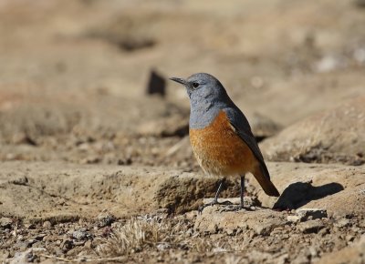 Langtoonkliplyster / Sentinel Rock Thrush