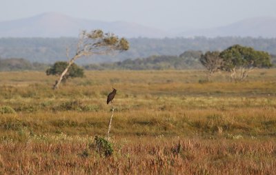 Langkuifarend / Long-crested Eagle