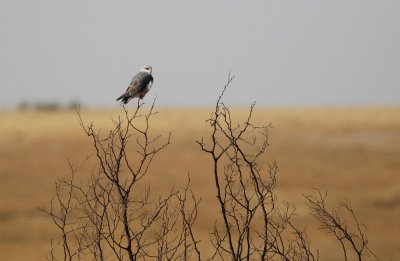 Blouvalk / Black-winged Kite