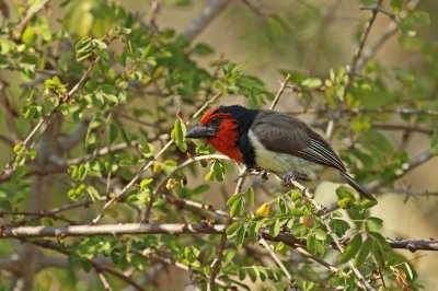 Rooikophoutkapper / Black-collared Barbet