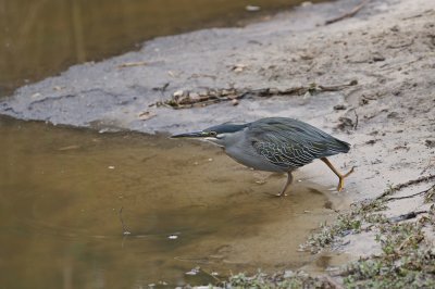 Groenrugreier / Striated Heron