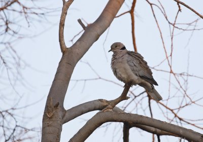 Gewoon Tortelduifie / Ring-necked Dove
