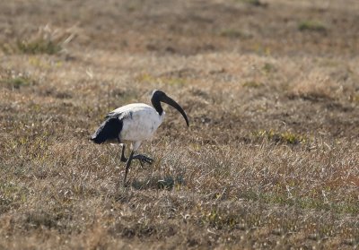 Skoorsteenveër / African Sacred Ibis