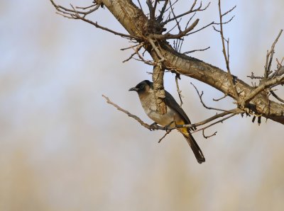 Swartoogtiptol / Dark-capped Bulbul