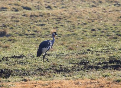 Mahem / Grey Crowned Crane