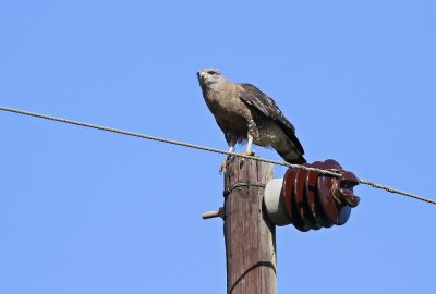 Dubbelbandslangarend / Southern Banded Snake Eagle