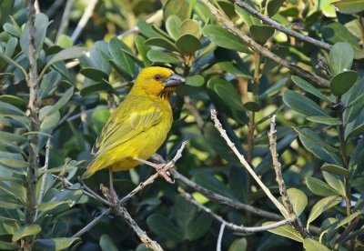 Geelwewer / Eastern Golden Weaver