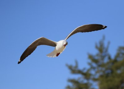 Gryskopmeeu / Grey-headed Gull