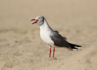 Gryskopmeeu / Grey-headed Gull