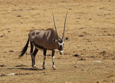 Spiesbok / East African Oryx