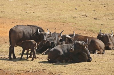 Buffel / African Buffalo