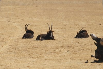 Swartwitpens / Sabla Antelope
