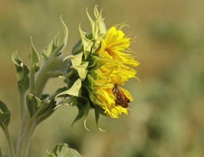 Kommavlinder / Silver-spotted Skipper