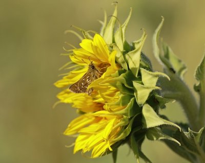 Kommavlinder / Silver-spotted Skipper