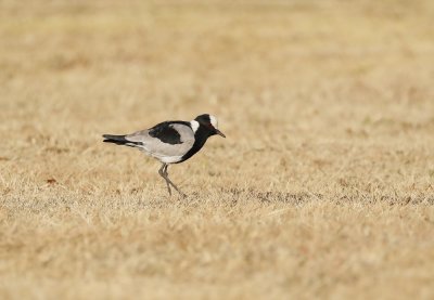 Bontkiewiet / Blacksmith Lapwing