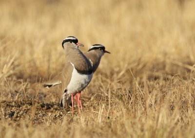Kroonkiewiet / Crowned Lapwing