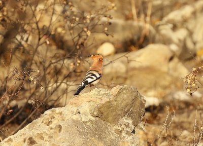Hoephoep / African Hoopoe