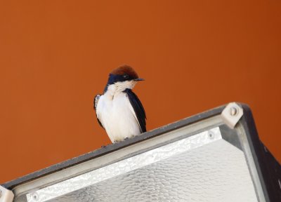 Draadstertwael / Wire-tailed Swallow