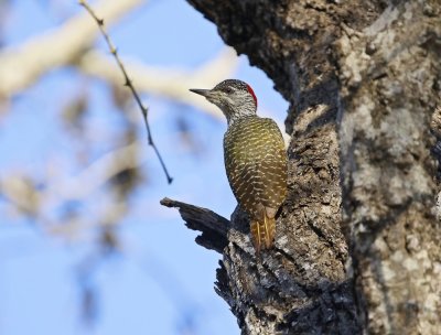 Goudstertspeg / Golden-tailed Woodpecker