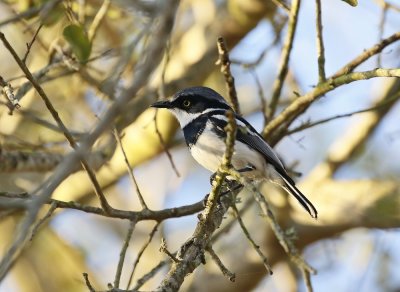 Witliesbosbontrokkie / Chinspot Batis