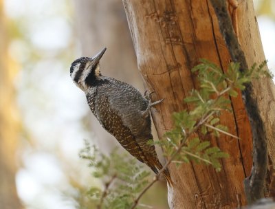 Baardspeg / Bearded Woodpecker