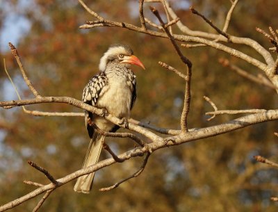 Rooibekneushoringvoël / Southern Red-billed Hornbill