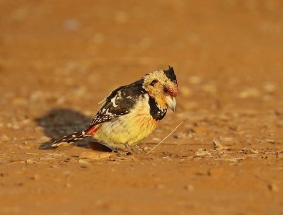Kuifkophoutkapper / Crested Barbet