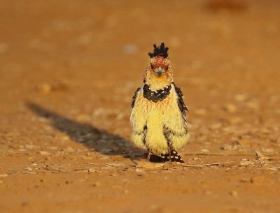 Kuifkophoutkapper / Crested Barbet