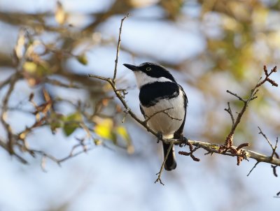 Witliesbosbontrokkie / Chinspot Batis