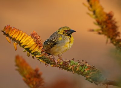 Bontrugwewer / Village Weaver
