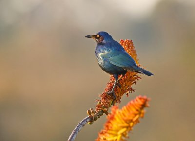 Groot-Blouoorglansspreeu / Greater Blue-eared Starling