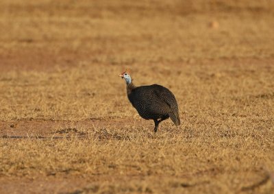Gewone Tarentaal / Helmeted Guineafowl