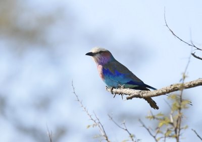 Gewone Troupant / Lilac-breasted Roller