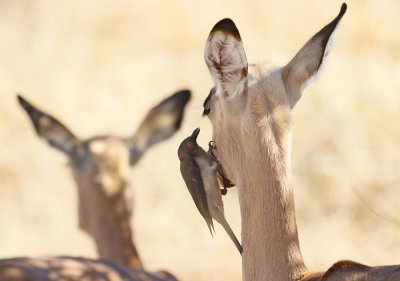 Rooibekrenostervoël / Red-billed Oxpecker