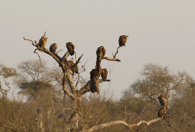 Witrugaasvoël / White-backed Vulture