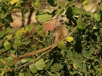 Gevlekte Muisvoël / Speckled Mousebird