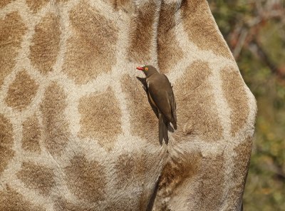Rooibekrenostervoël / Red-billed Oxpecker
